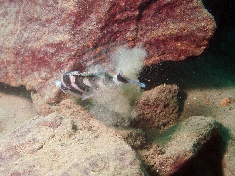 Placidochromis milomo 'Likoma Island'
